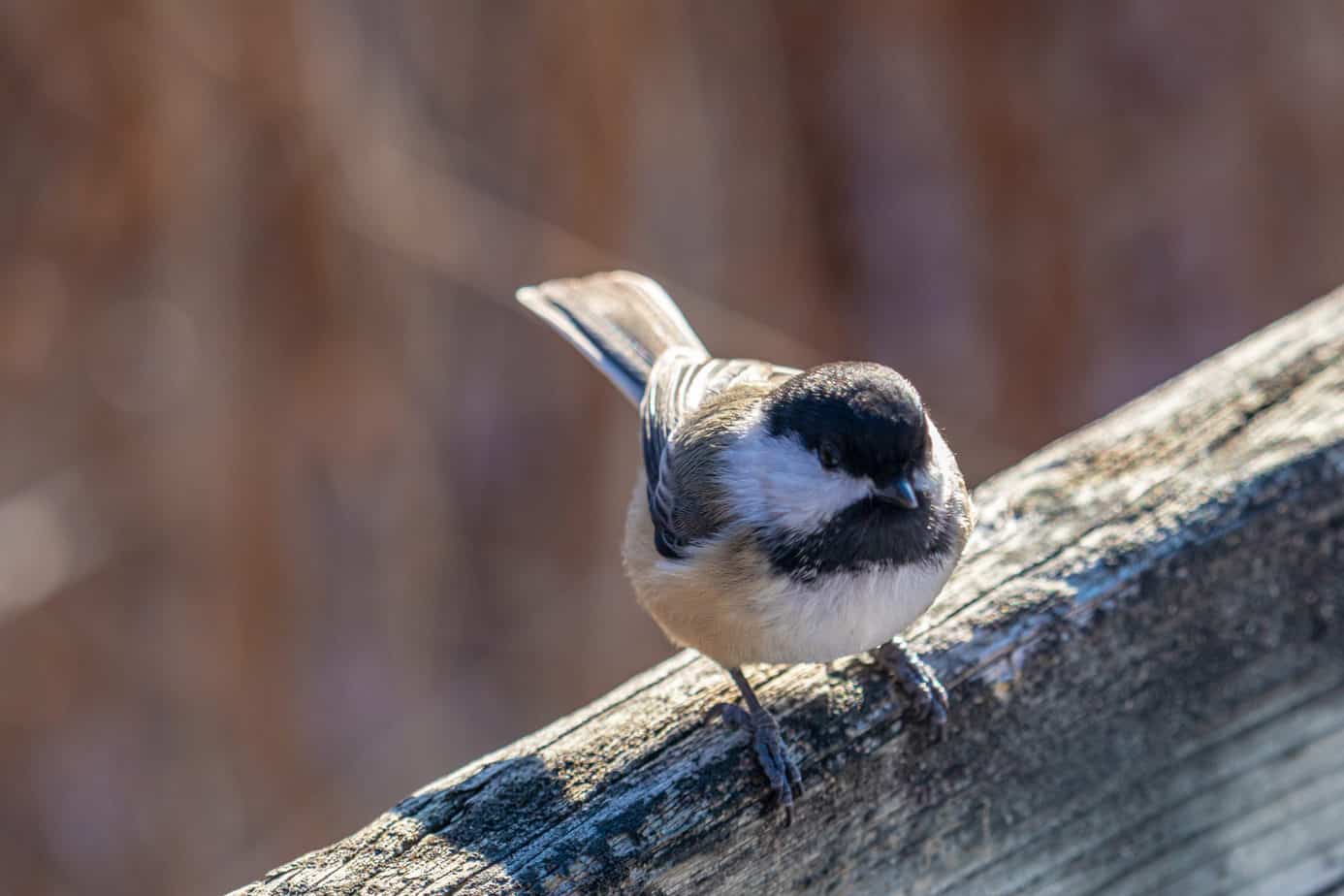 Do Electric Fences Kill Birds (and Small Animals)? Fence Frenzy