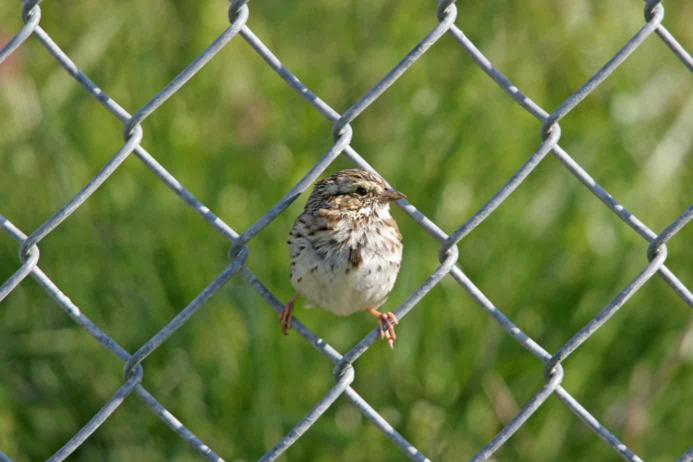 10 Effective Ways to Stabilize a Chain Link Fence Fence Frenzy